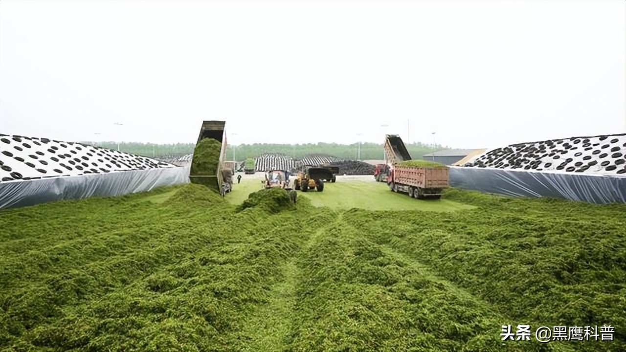 割青麦事件感想,割青麦做青饲料事件