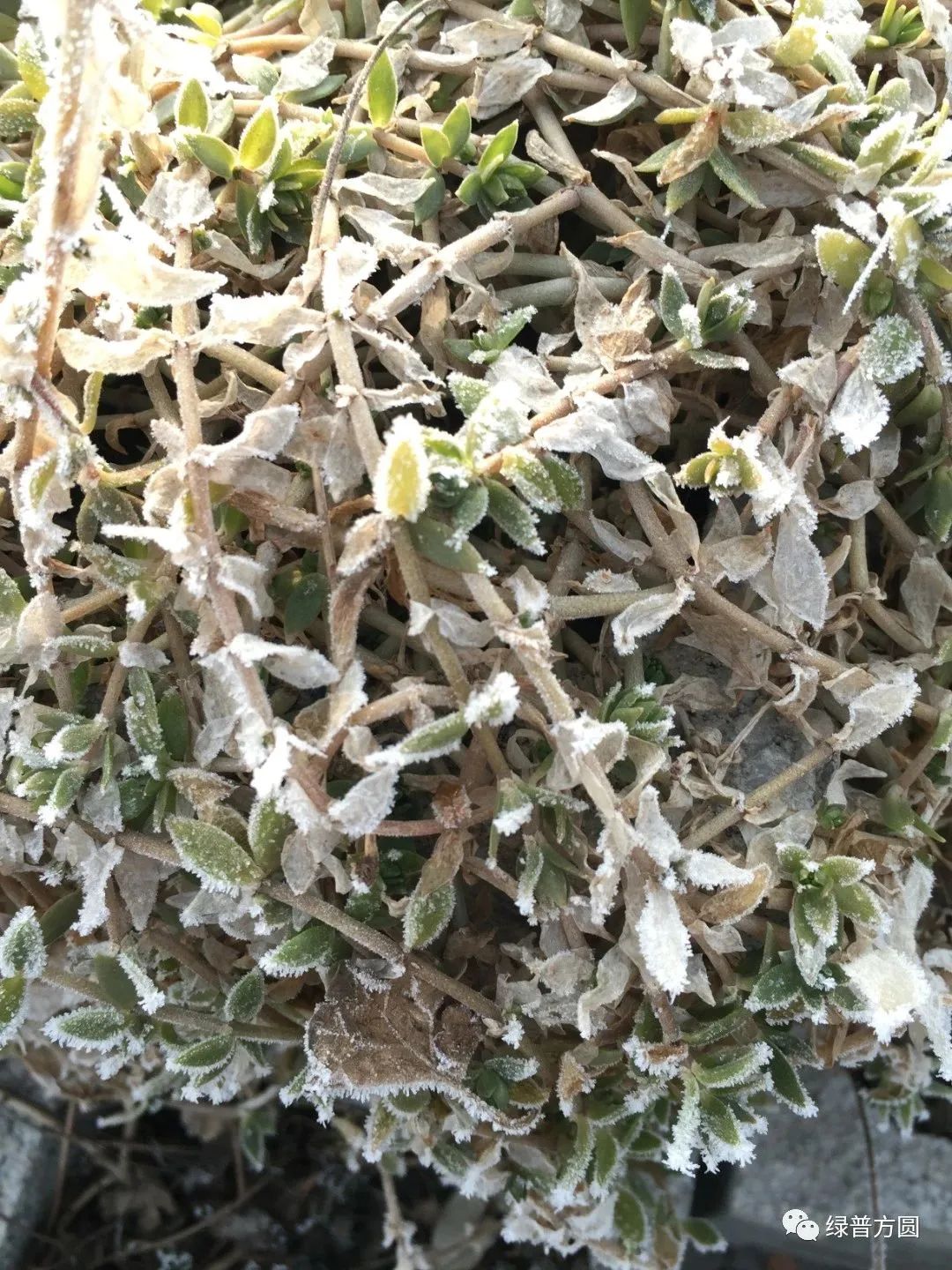 垂盆草在花境中的应用,垂盆草的功效与应用