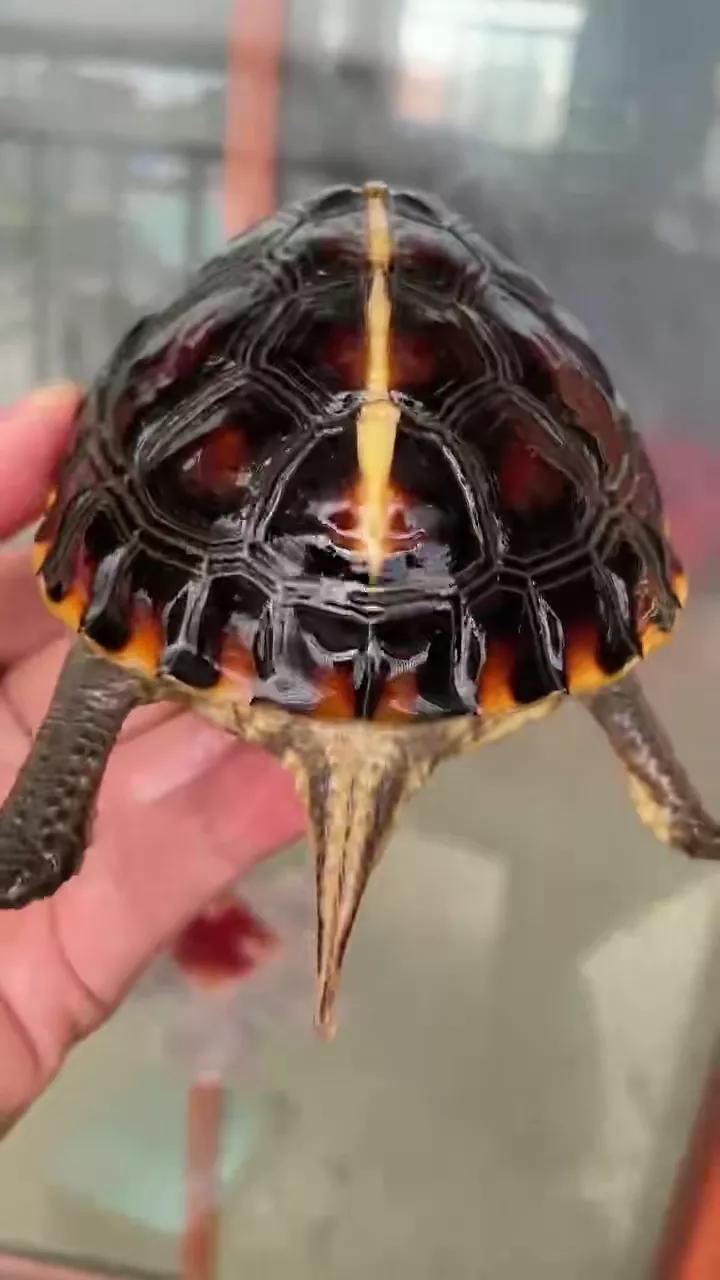 黄缘闭壳龟公母哪个背高,黄缘闭壳龟幼龟公母