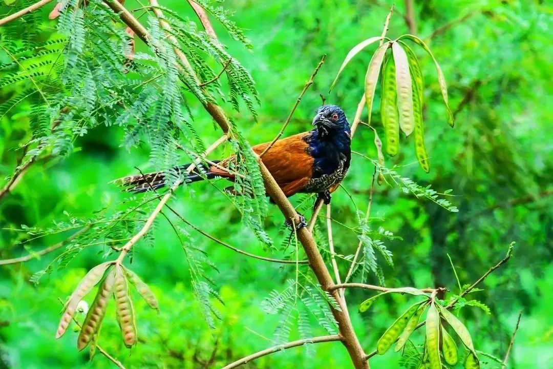 家底大揭秘！深圳究竟有多少“神奇生物”？