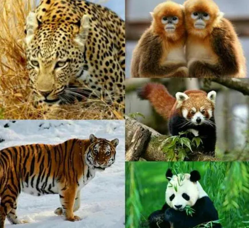 全球仅剩三只的中国神兽,全球只有三只的神兽