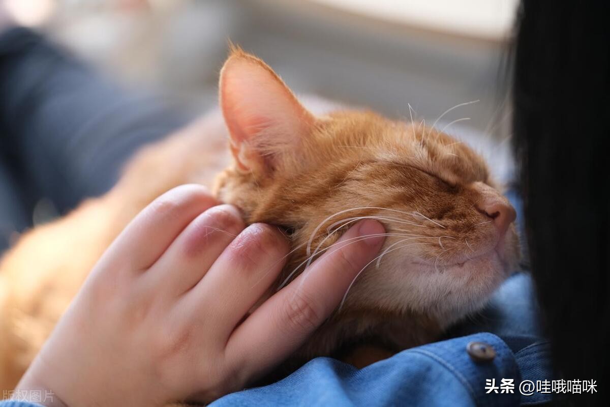 对猫咪过敏症状不严重可以养猫吗,对猫咪过敏有什么可以解决的嘛