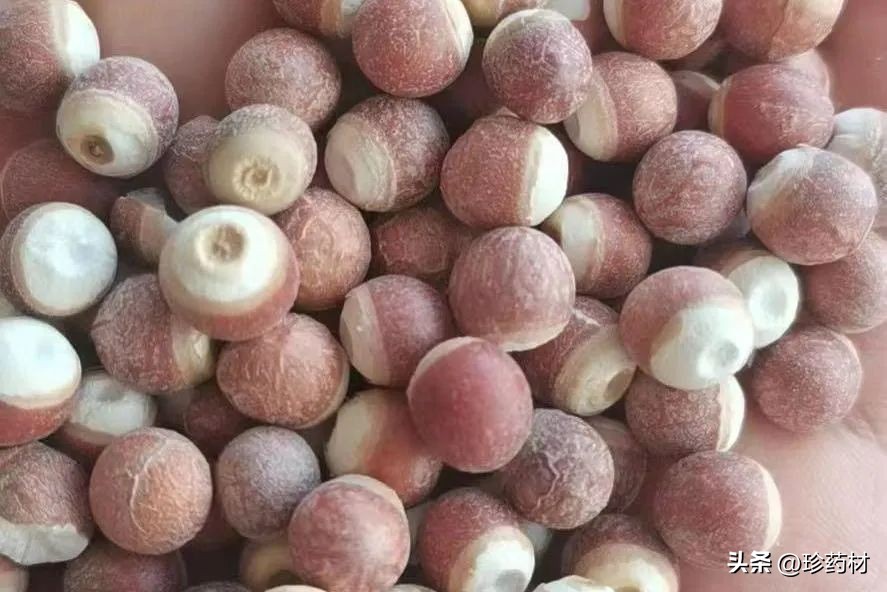 中药材牛大力目前收购价,8月4日药材市场行情