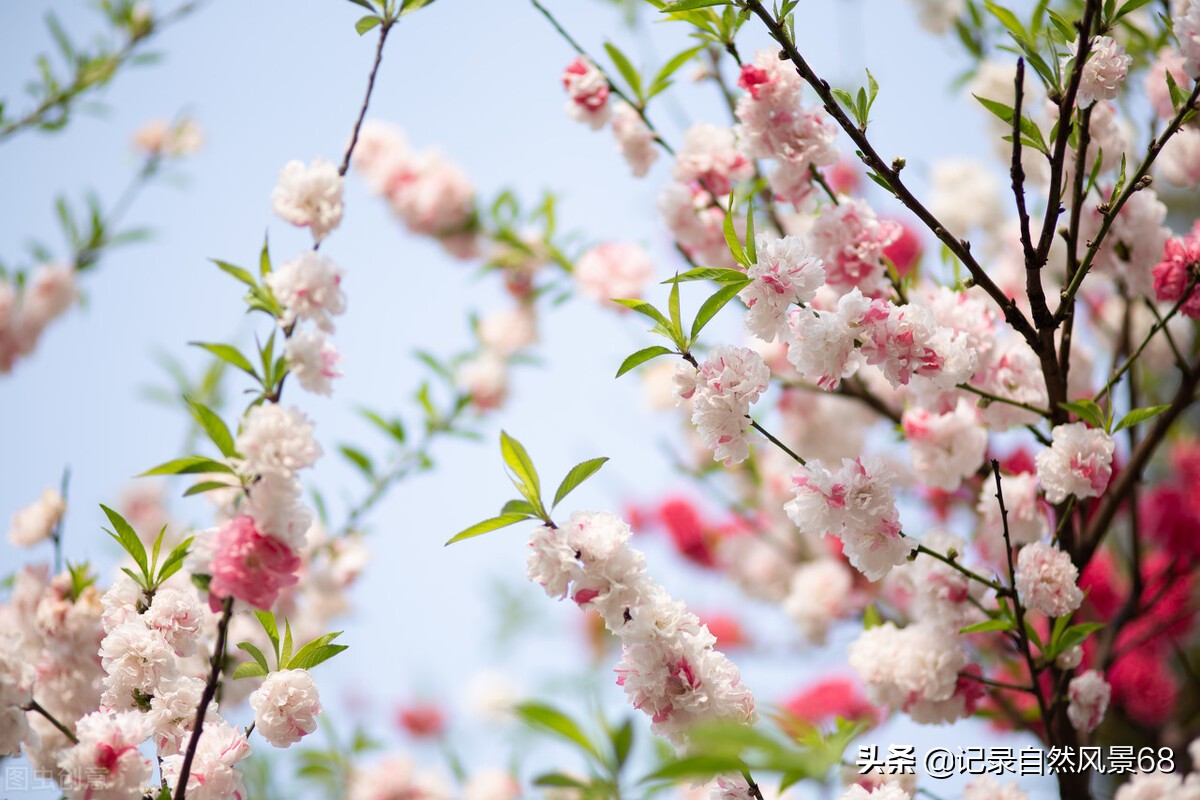 十七个赏樱花的好去处,适合看樱花的景点