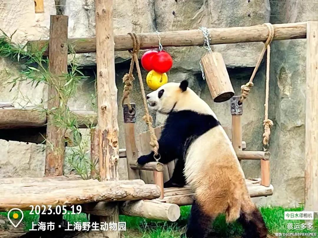 中国最大的野生动物园是哪个城市,中国最大野生动物园