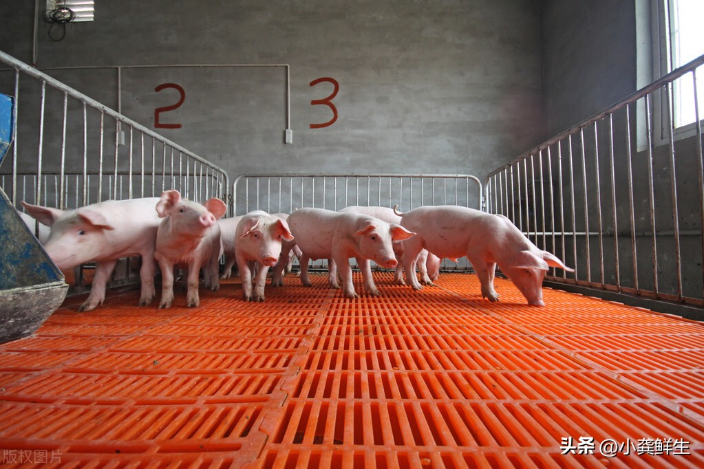 哺乳仔猪死亡率怎么算,降低哺乳仔猪死亡率培训