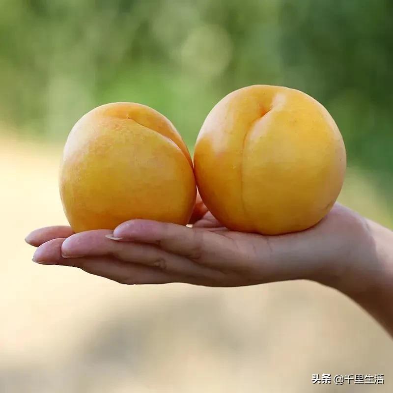 现摘正宗山东蒙阴脆甜黄油桃,山东蒙阴蜜桃之乡的桃子上市啦
