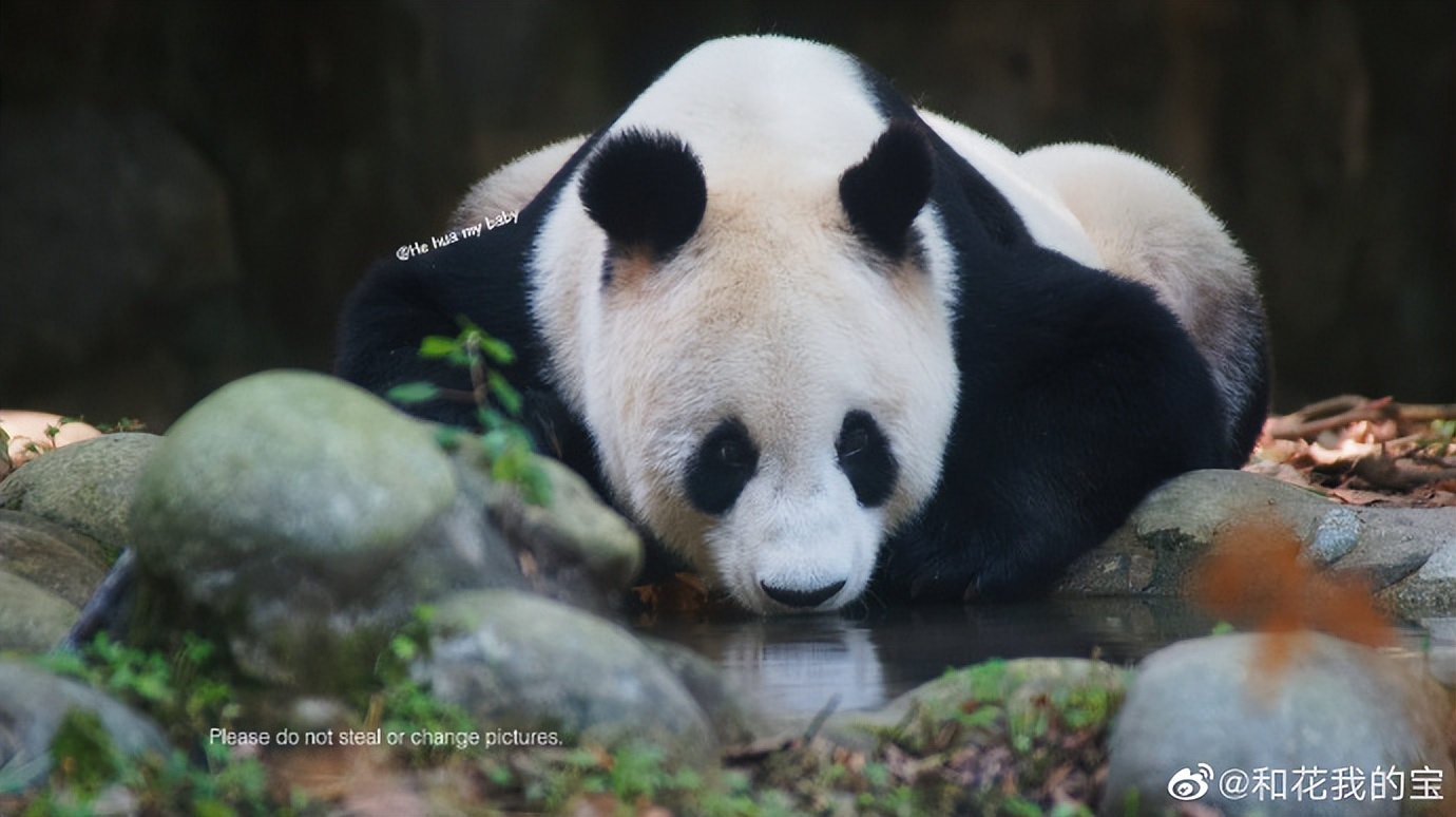 不高的高高和他不白的老婆白云——91年出生的童颜女神大熊猫白云