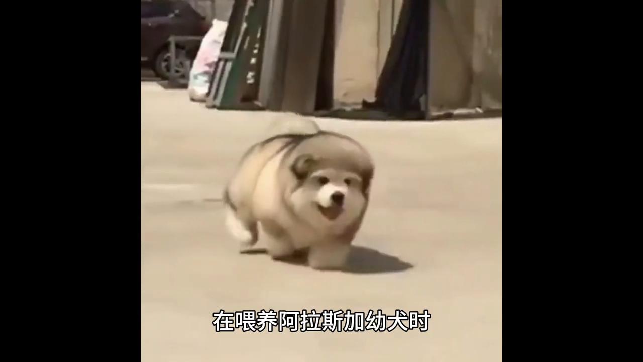 阿拉斯加幼犬喂养方法,阿拉斯加犬幼犬怎么喂养