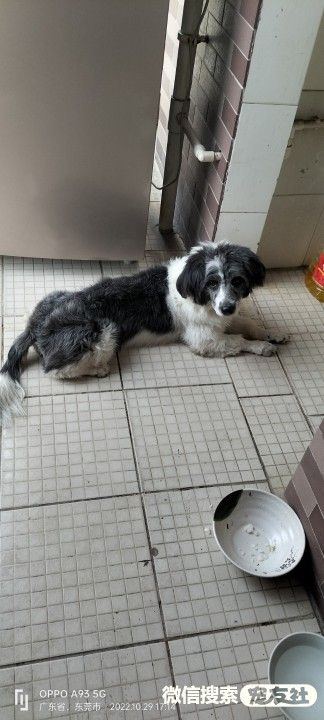 附近宠物店免费领养同城,猫狗领养平台免费赠送狗狗