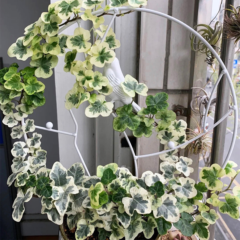 养到爆的绿植但其实比绿萝还好养,除了绿萝最好养的绿植