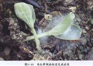 茄子猝倒病防治方法,防止猝倒病要解决好几个问题