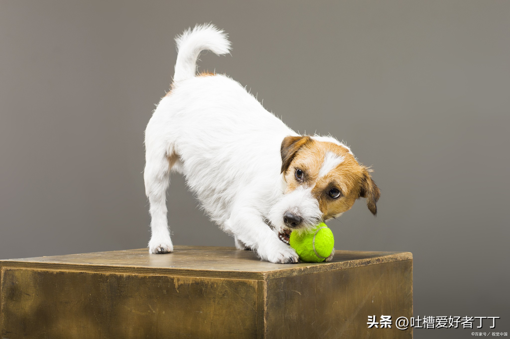 狗狗突然抽搐大小便失禁哀嚎,狗狗突然大叫抽搐怎么急救