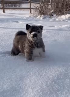 网友养了两只狗,网友养了一只特别凶狗