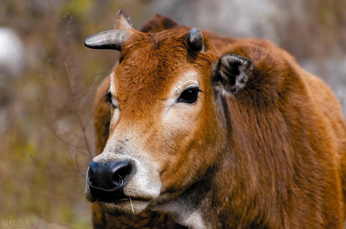 生肖牛在2024年的命运,生肖牛在2024年如何