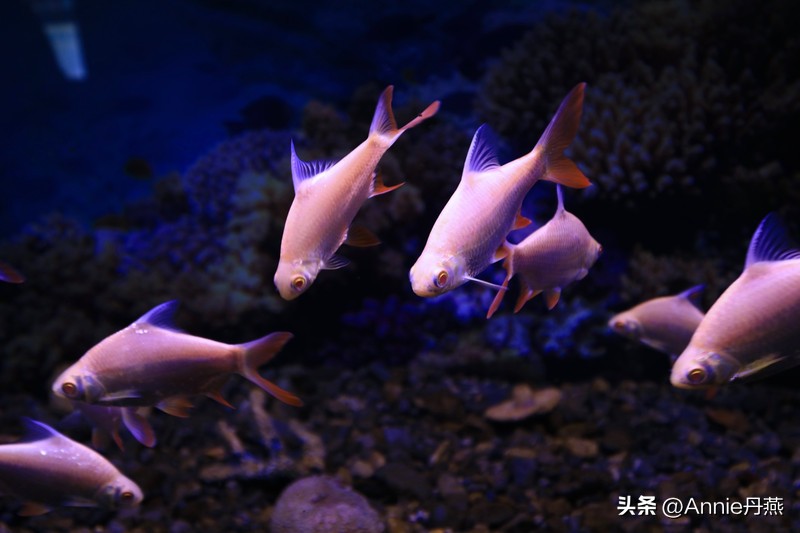 四川万源市旅游攻略,四川达州周边旅游攻略景点必去