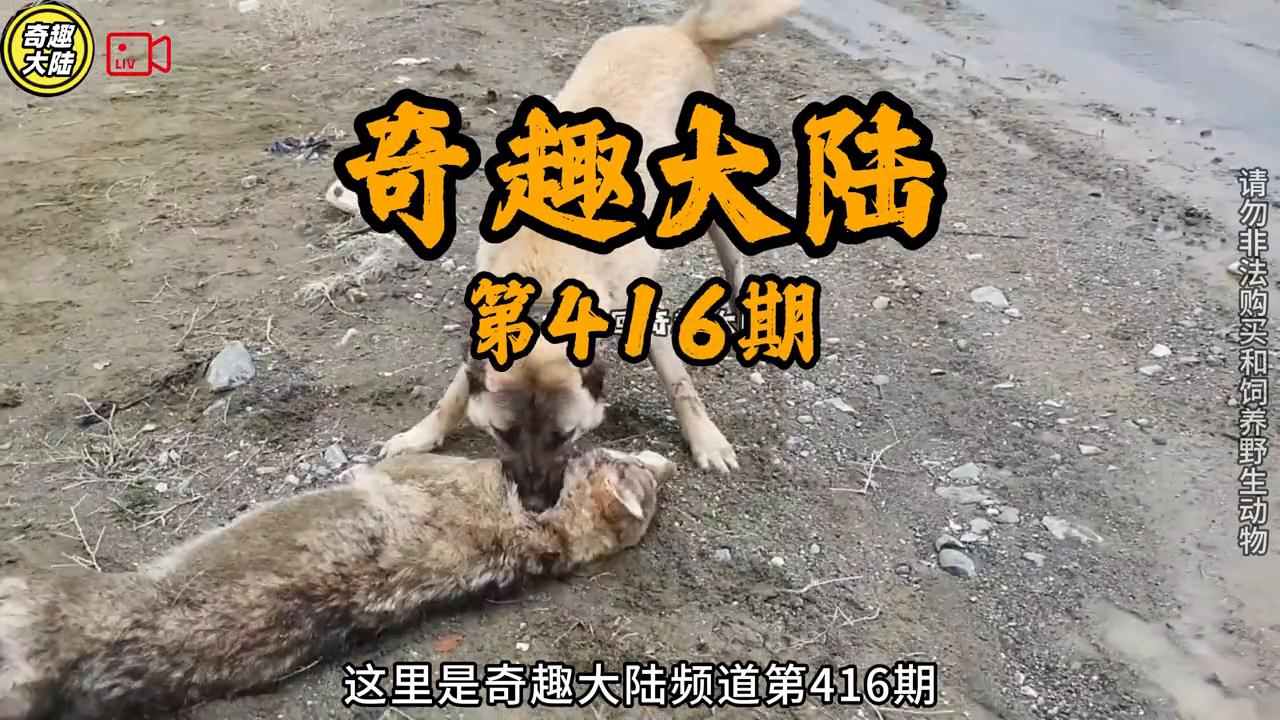 六匹北美灰狼夜袭看门犬，哈士奇被强拉硬拽拖走