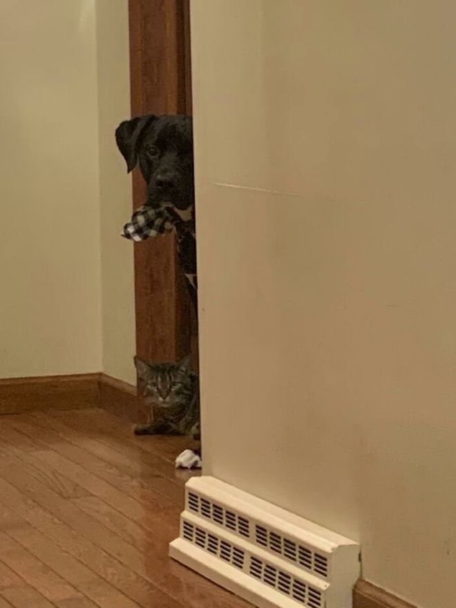 二分钟告诉你如何和狗狗交流,如何与狗对话