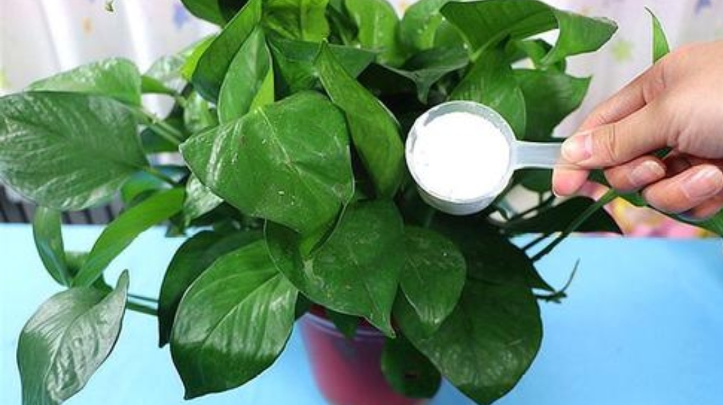 花卉的小黑虫怎么除掉,花卉小虫子怎么治