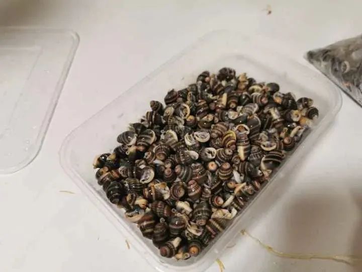 别吃！有毒！一颗就能致命