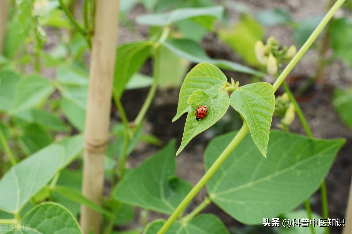 科学家发现新冠特效药千金藤,我国发现治疗新冠新药千金藤图片