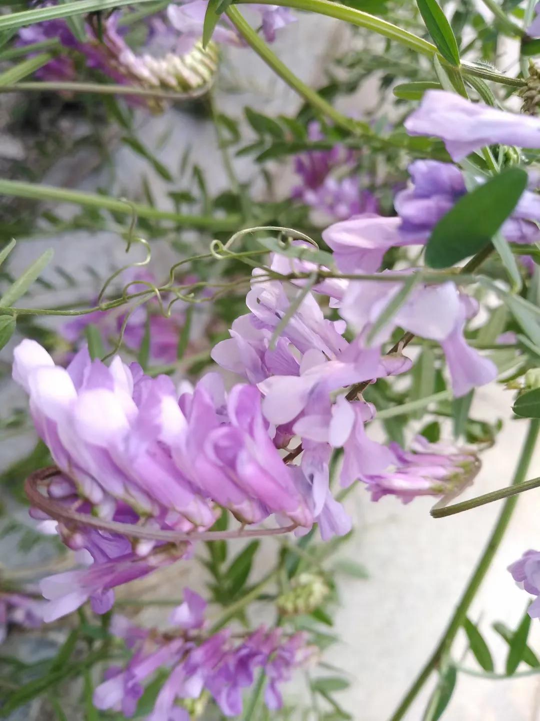 销售旧车如何填写申报表,销售旧车如何开发票