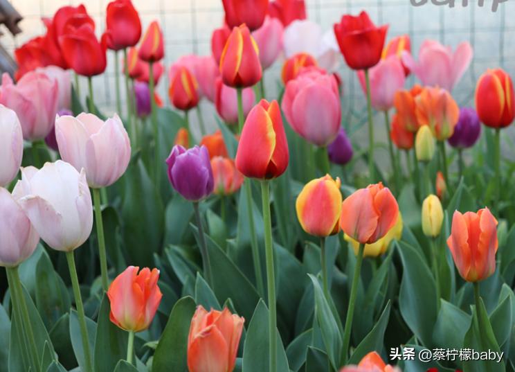 郁金香感受一下压纹的魅力,分享郁金香图片