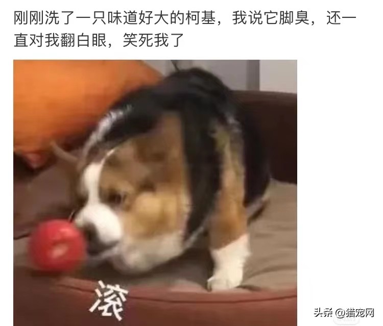 宠物店打工需要什么学历,没有经验可以去宠物店打工吗