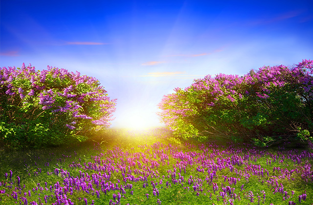 常见花卉生虫都有哪些种类,斗南花卉市场常见花卉品种