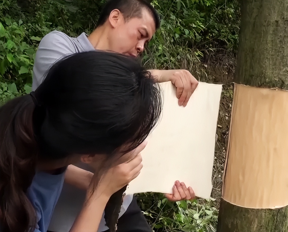 广东老板放弃皮革生意，靠壮阳树年入千万，一张树皮卖上千元