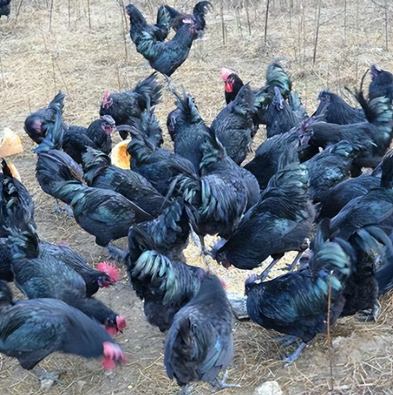 四川富翁刘文均：百万家产给前妻自己住进深山，养黑鸡年入400万