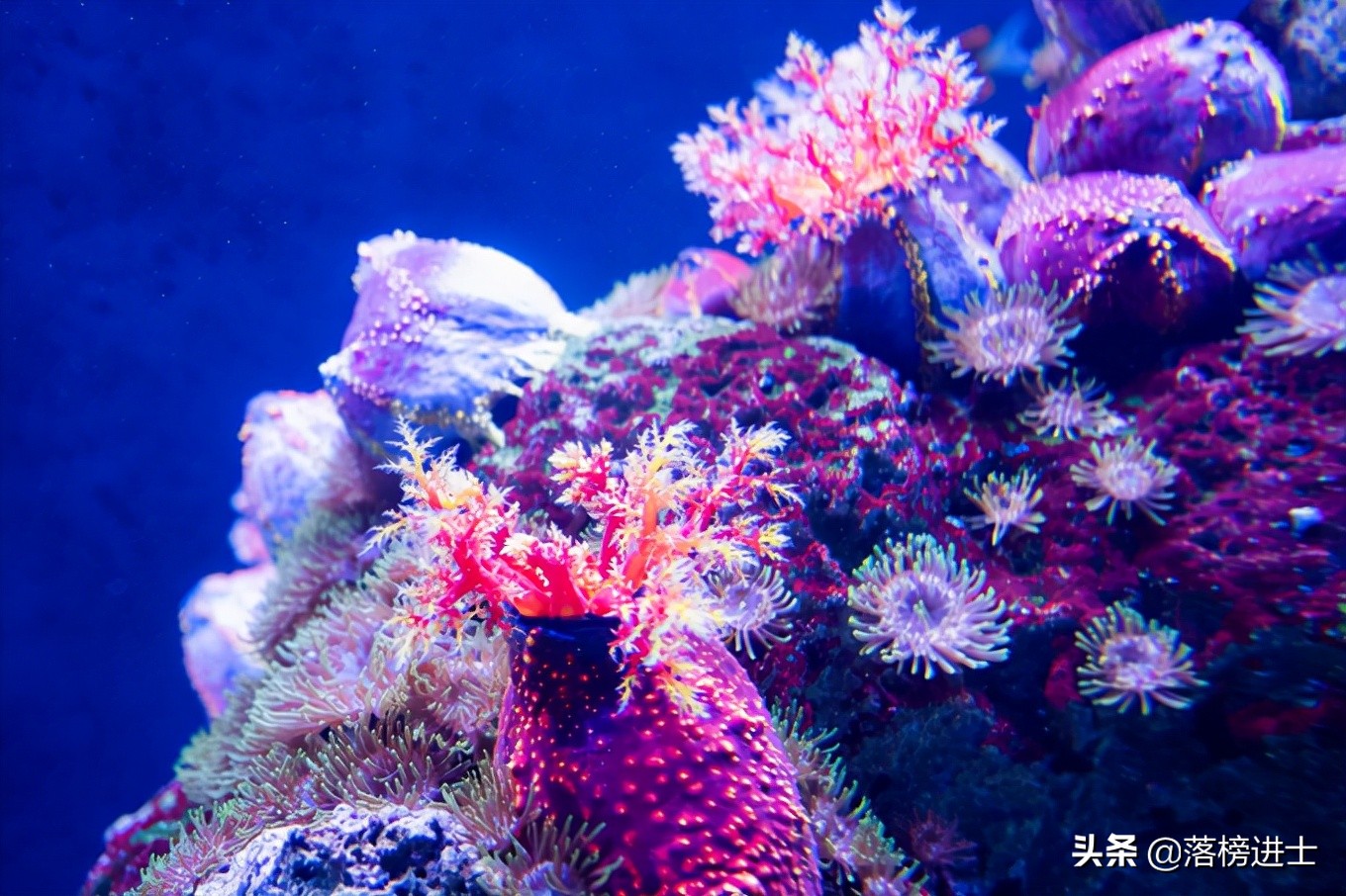 成都浩海立方的海洋馆游玩攻略,浩海立方成都海洋馆世界之最