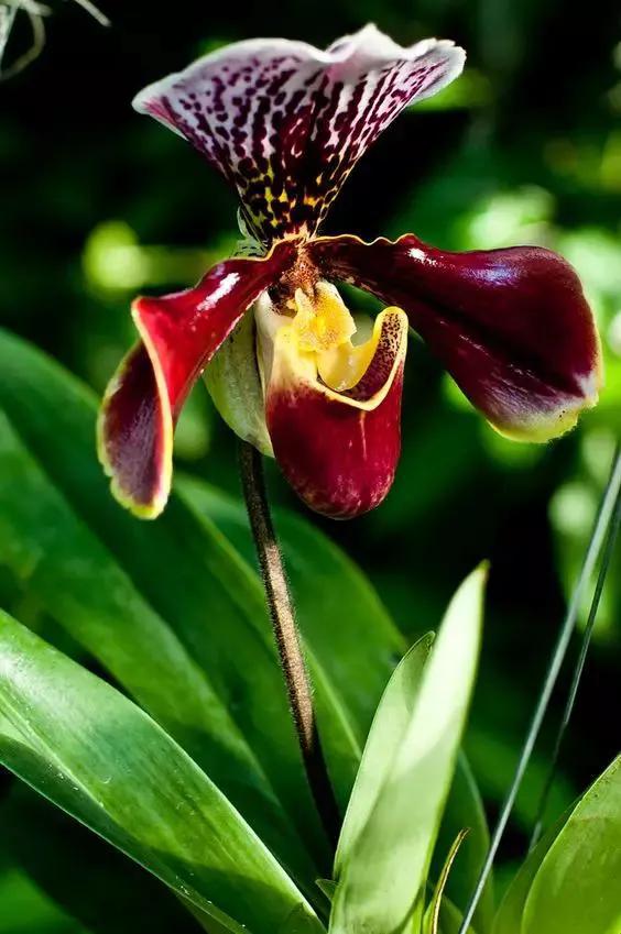 十大名贵兰花葱兰和韭兰的区别,十大名贵兰花视频