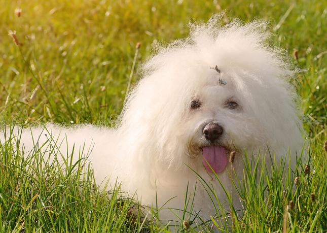 比熊泪痕怎么治,比熊泪痕严重怎么去除