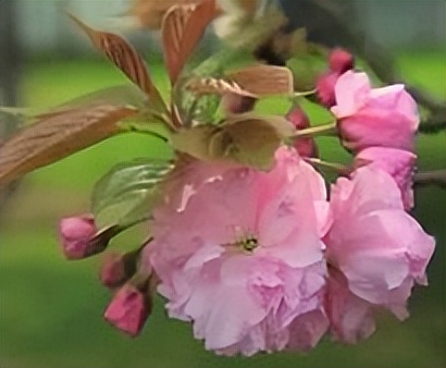 赏花何须远行带你寻觅最美秋色,赏花何须远行最美花景就在身边