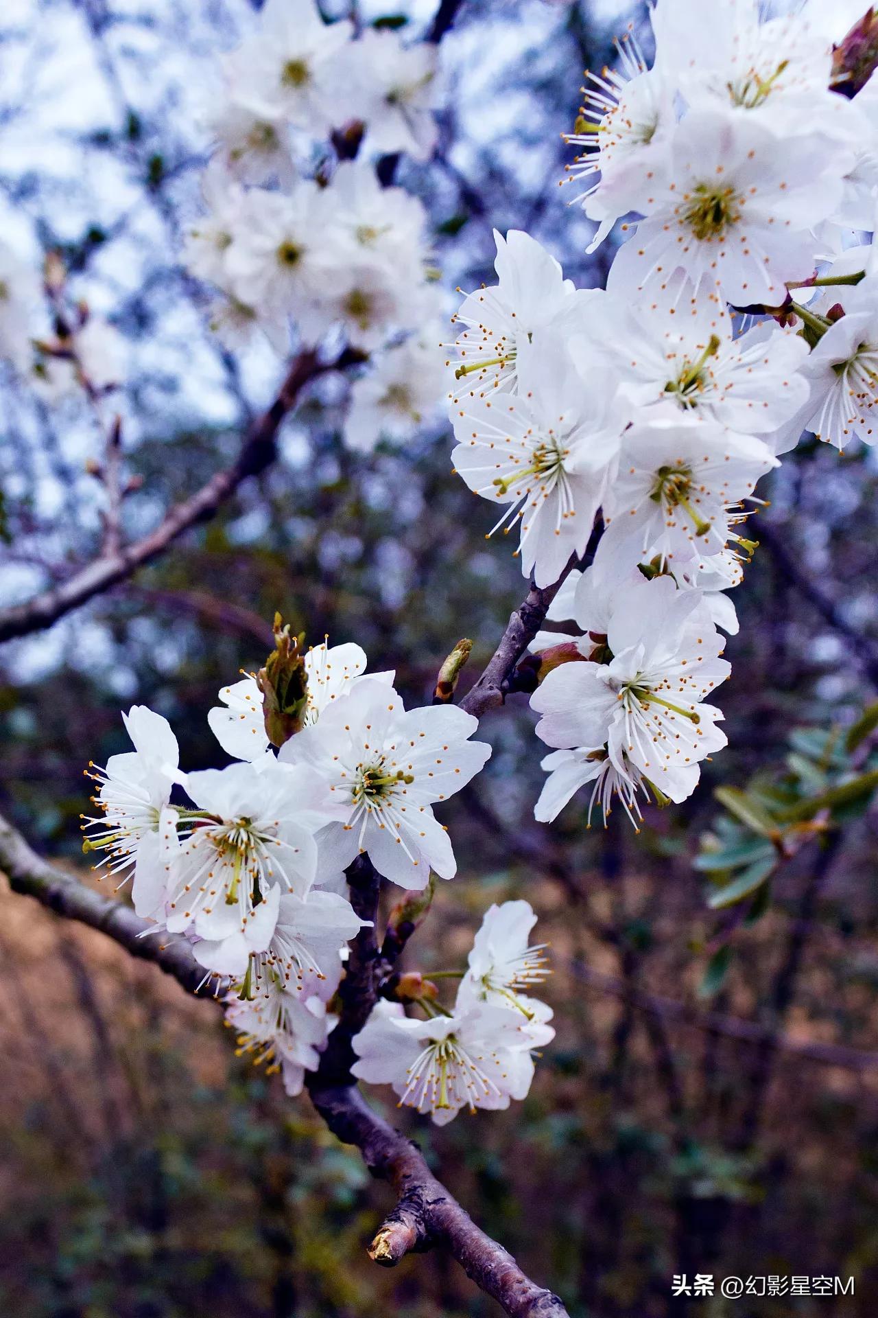 春天的舞台搭建,春天的舞台