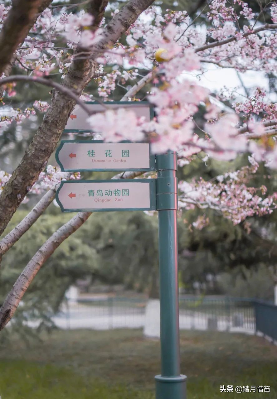 青岛被誉为北方明珠,青岛被称为东方瑞士的原因