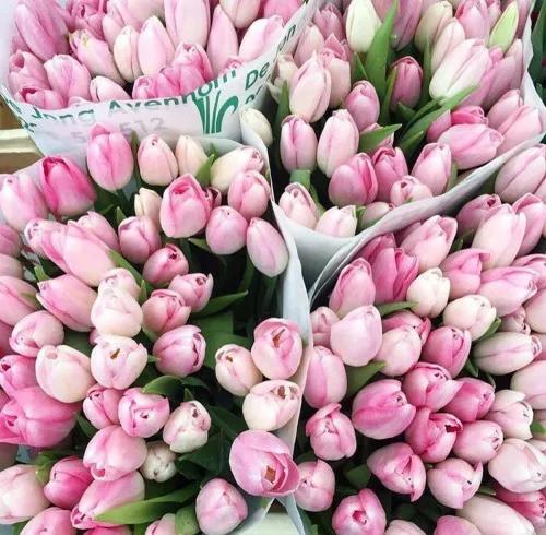 粉色郁金香花束图片大全,粉色郁金香杯