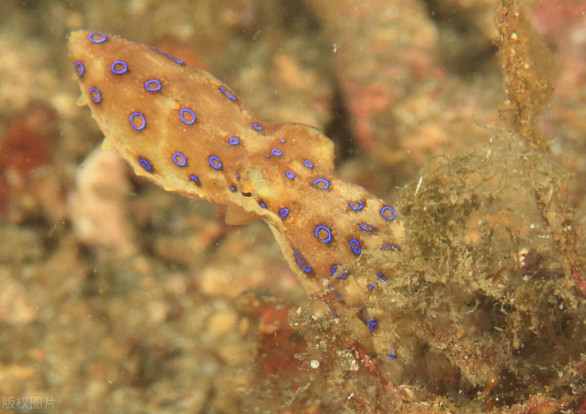 火锅店里经常有蓝环章鱼,火锅店现剧毒蓝环章鱼原视频