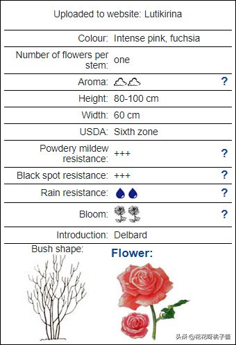 黄色月季哪个品种耐热耐晒抗病强,最耐热耐晒的切花藤本月季品种