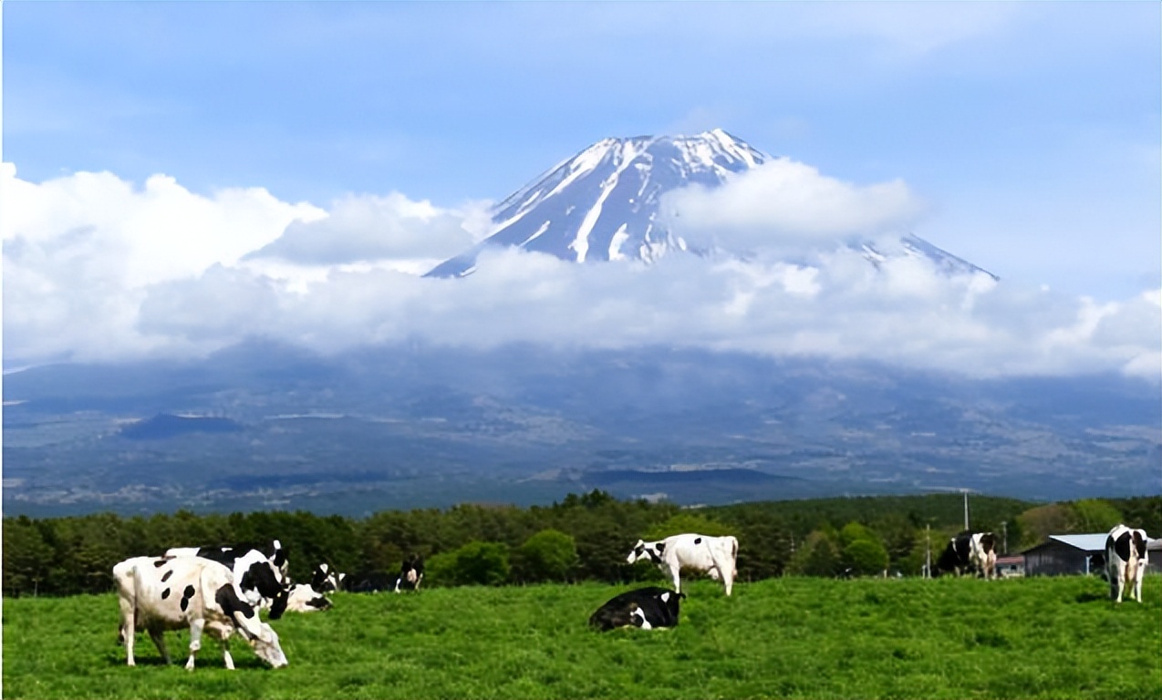 菊次郎的夏天电影表达了什么意义,菊次郎的夏天电影简单讲解