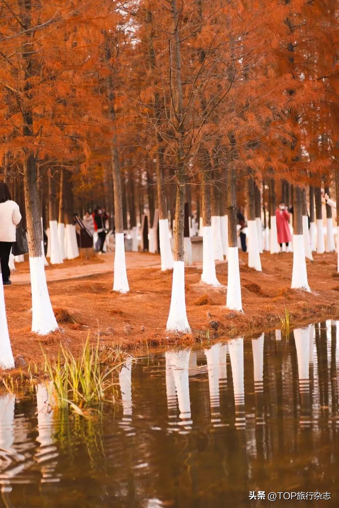 长沙秋景漂亮的地方,长沙周边秋景