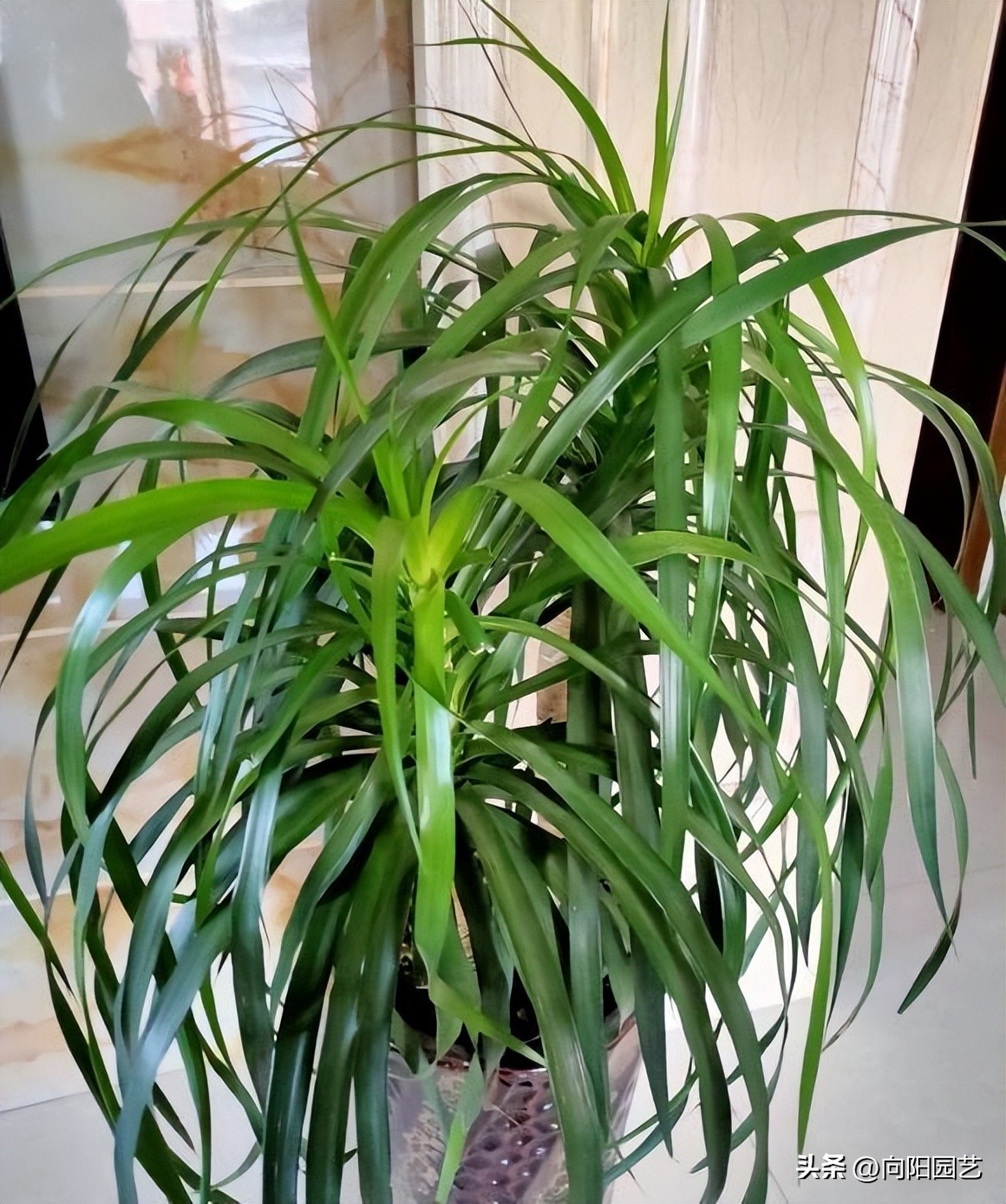 客厅最旺财的10种花,过年摆什么花放在客厅