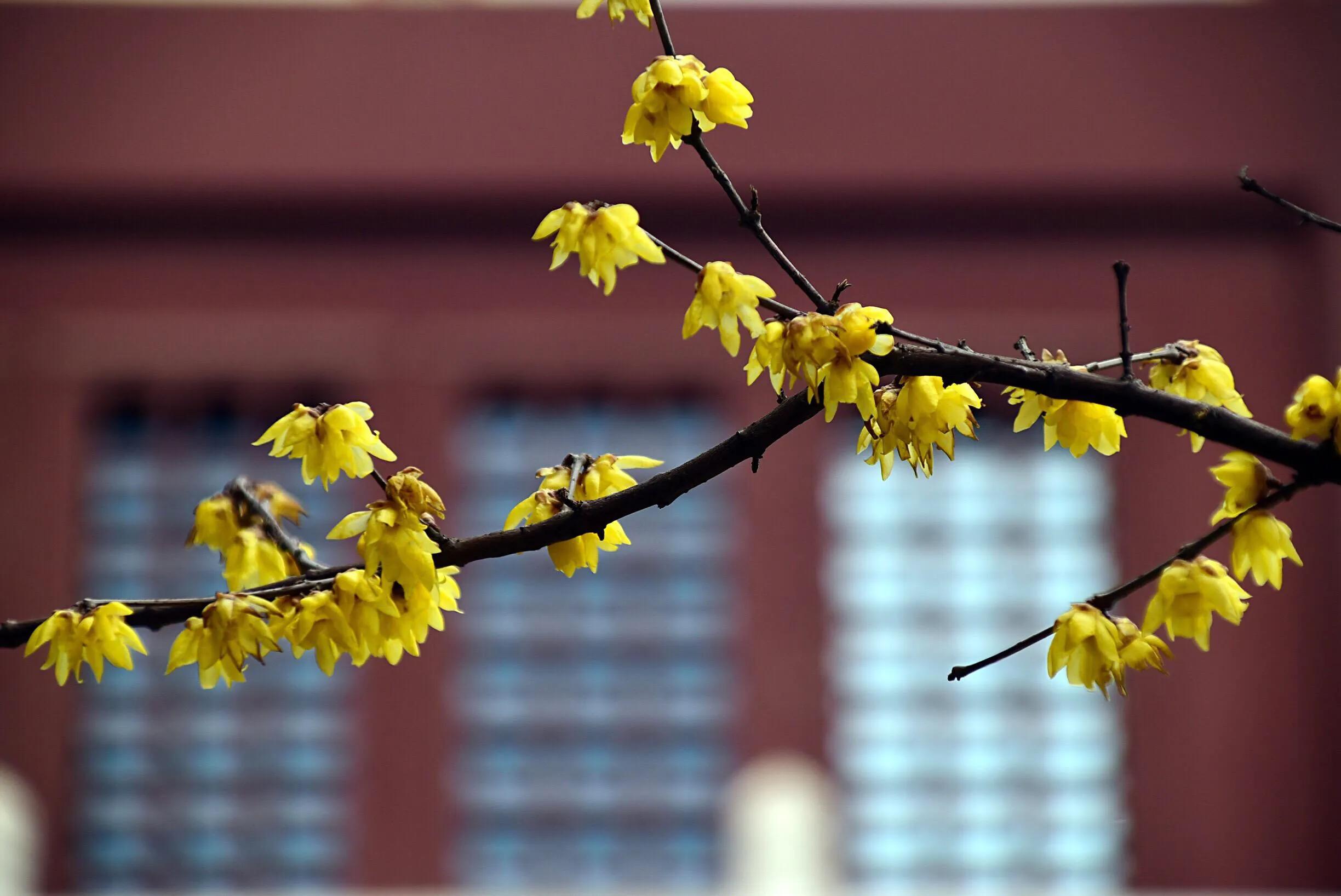 花卉摄影秋日的浪漫,花卉摄影春暖梅花开