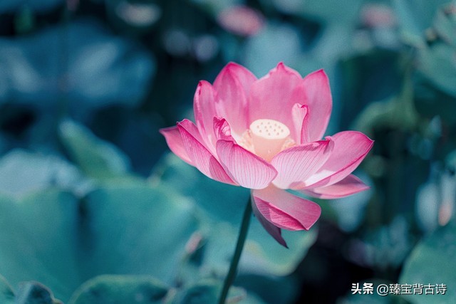 百首夏天绝美诗词荷花,映日荷花别样红赞美荷花的诗句