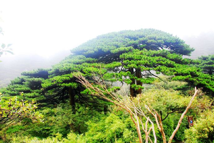 关于三清山的诗句五岳,诗人笔下的三清山