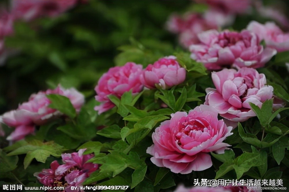 牡丹为什么被称为中国的国花,为什么牡丹能成为中国的国花