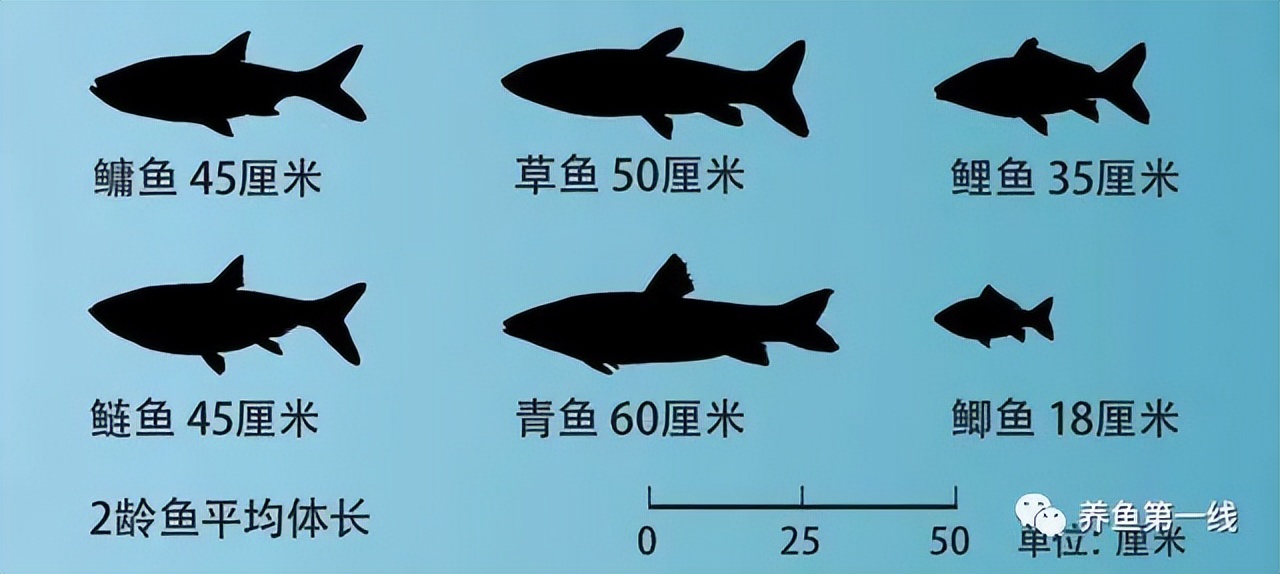 闈掕崏椴㈤硻椴菠鍖哄埆,闈掕崏椴㈤硻椴菠濡備綍鍖哄垎