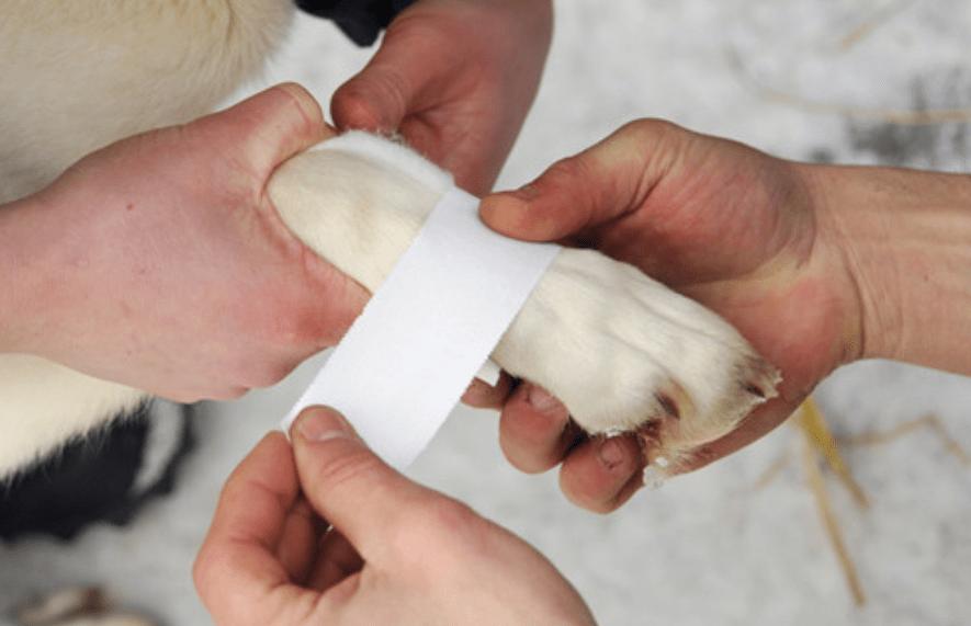 小狗狗受伤怎么处理,狗狗护理小妙招