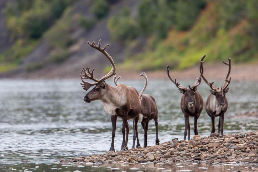 关于加拿大原住民的纪录片,加拿大原始居民纪录片